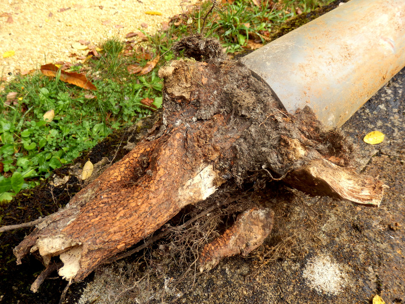 Blocked drainage pipe caused by ingress of tree roots